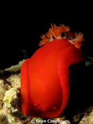 Spanish dancer by Sean Cooper 